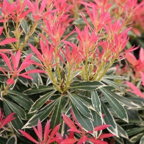 Pieris Flaming Silver - 2.5Ltr/3.5Ltr