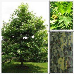 Platanus orientalis, Oriental Plane - Pb12