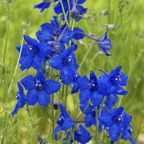 Delphinium Summer Nights - 1.2Ltr/1.5Ltr