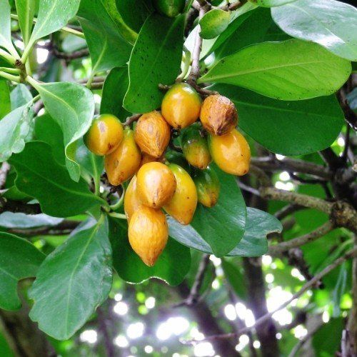 Corynocarpus laevigatus, Karaka - Pb28