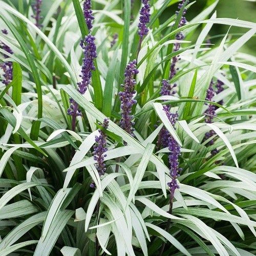 Liriope m. Okina, Frosted Monkey Grass - 2Ltr