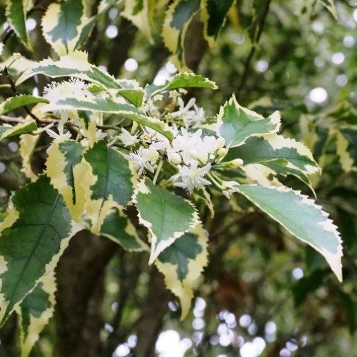 Hoheria p. Alba Variegata, Variegated Lacebark - Pb18