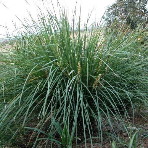 Lomandra l. Nyalla - 1.5Ltr/2Ltr (30/50)