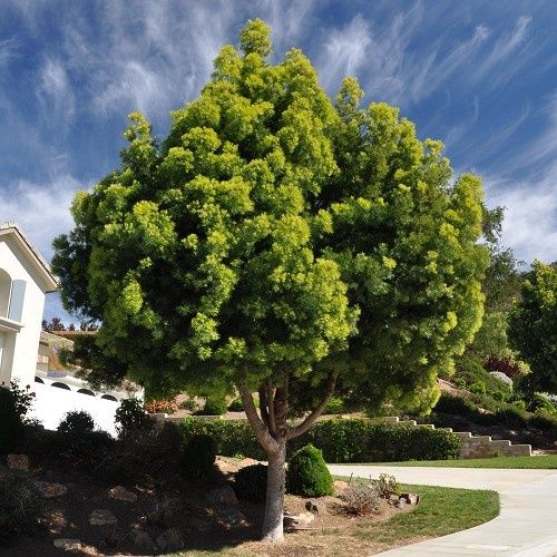 Podocarpus gracilior, Fern Pine - Pb5/Pb6.5 (30/60)