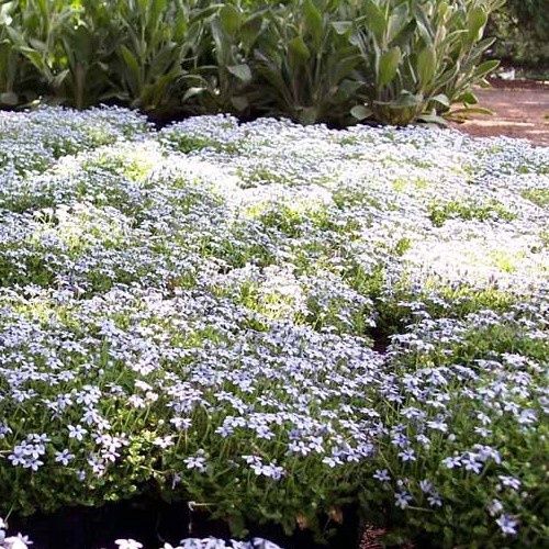 Pratia Sky Blue - 1.4Ltr