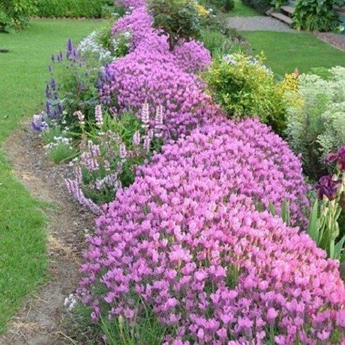 Lavandula stoechas Ghostly Princess - Pot