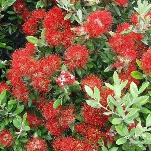 Metrosideros Maori Princess, Pohutukawa - Pot