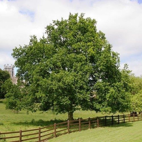 Quercus robur, English Oak - Pb8 (70/120)