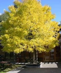 Robinia Bella's Gold, Black Locust - Pb18