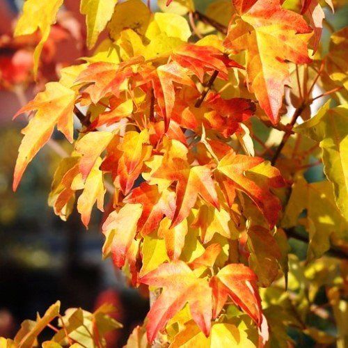 Acer buergerianum, Trident Maple- Pb6.5