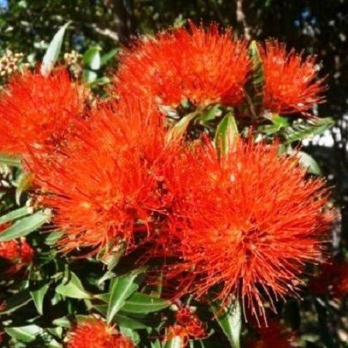 Metrosideros Spring Fire - Pot