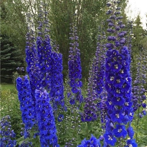 Delphinium Guardian Blue - 2.5Ltr
