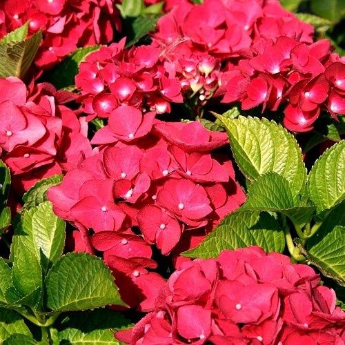 Hydrangea Red Dawn - 2.5Ltr (20/30)