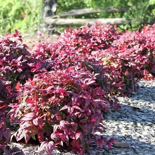 Nandina Blush, Heavenly Bamboo - 1.5Ltr