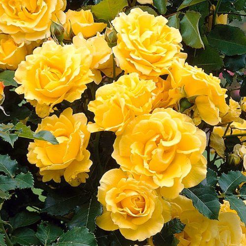 Rose Golden Showers (climbing)