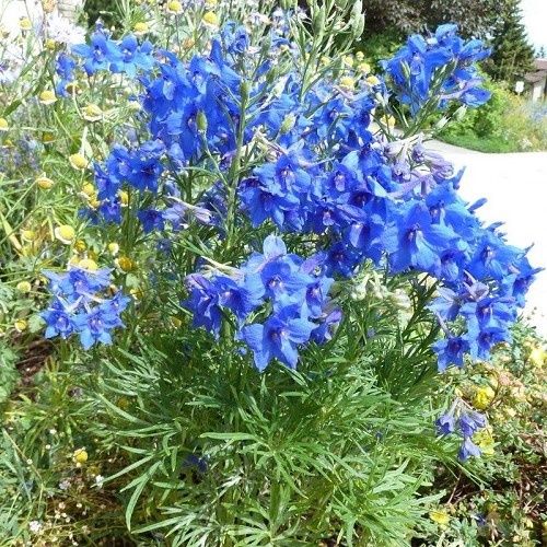 Delphinium Blue Butterfly - Pb5