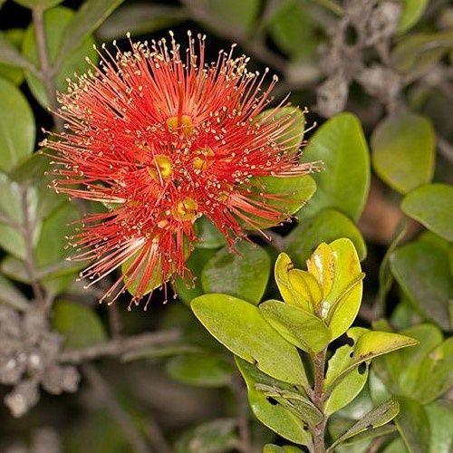 Metrosideros Golden Glow - 4.5Ltr