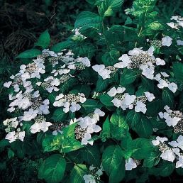 Hydrangea Libelle - Pb6.5