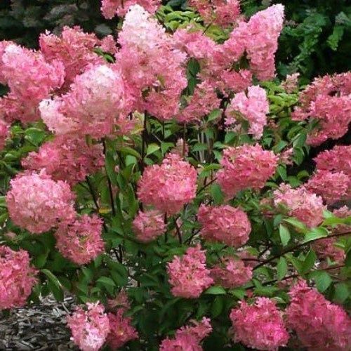 Hydrangea Pink Persuasion - 3.5Ltr (50/70)