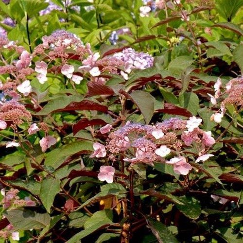 Hydrangea Hot Chocolate - 3.5Ltr