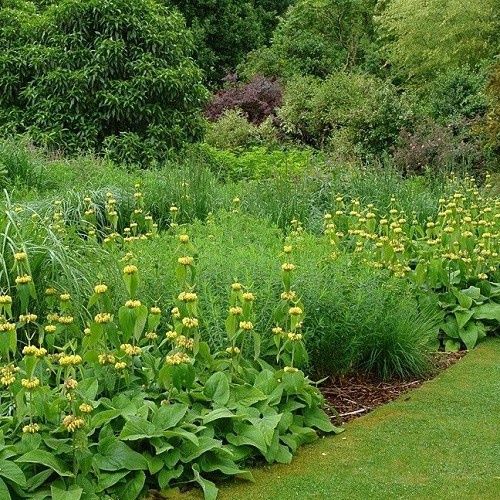 Phlomis russeliana, Turkish Sage - 1.3Ltr