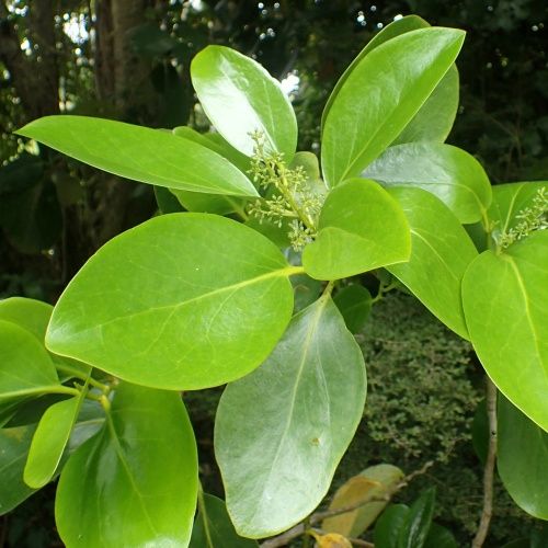 Griselinia lucida, Akapuka - Pb12
