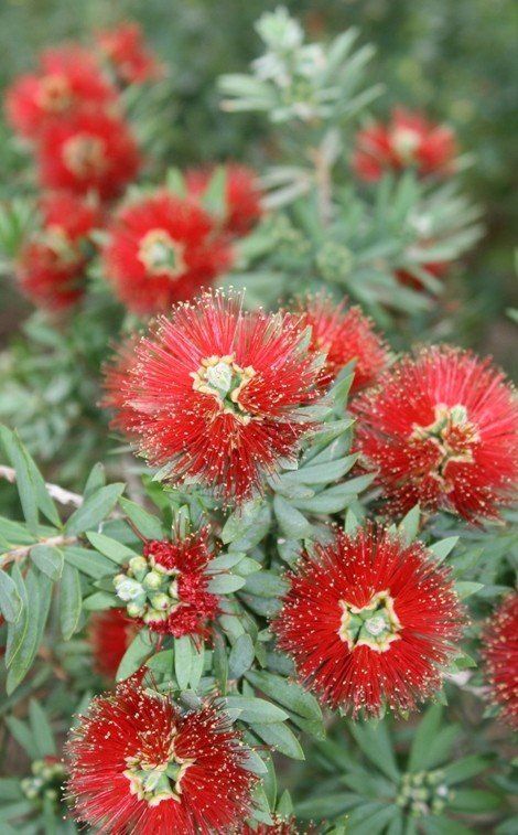 Callistemon Little John - Pb6.5 (10/30)