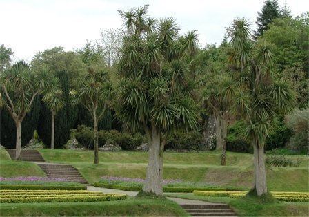 Cordyline australis, Cabbage Tree - Pb8/5Ltr