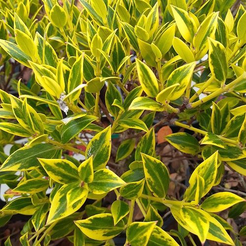 Metrosideros umbellata Variegata - 6Ltr