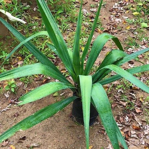 Yucca elephantipes, Spineless Yucca - 2Ltr/Pb6.5