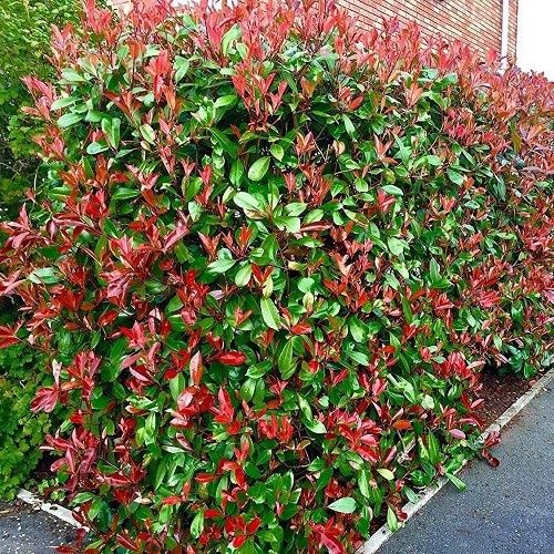 Photinia x Red Robin - 1Ltr/Pb5