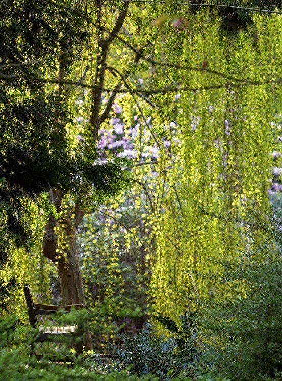 Cercidiphyllum j. Pendula, Weeping Katsura - Pb18 (170-200)