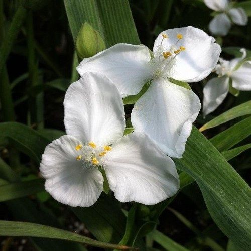 Tradescantia alba, White Spiderwort - 1.5Ltr