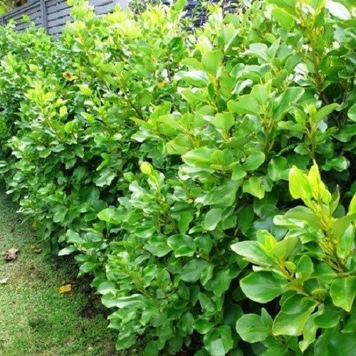 Griselinia lucida - 25Ltr