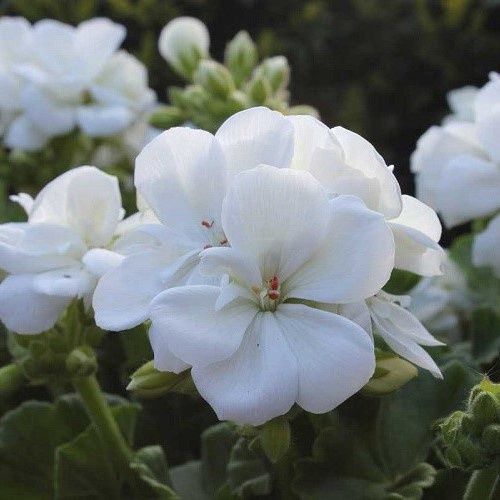 Geranium White - 2Ltr (20/30)