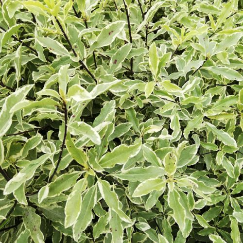 Pittosporum eugenioides Variegatum Minima - 6Ltr