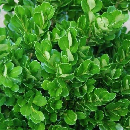 Buxus harlandii Richard