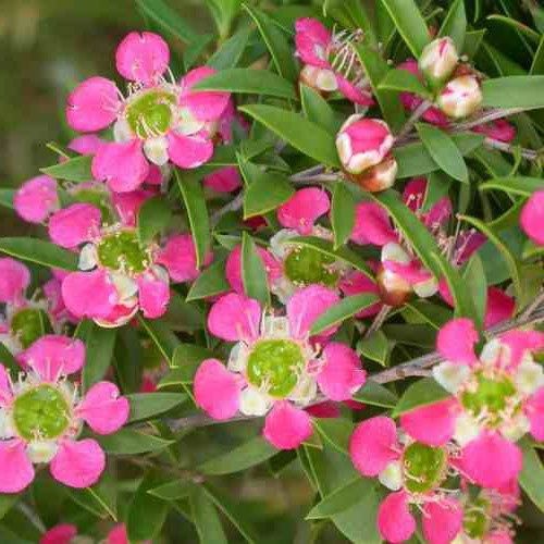 Leptospermum spectabile Pink, Manuka - 6Ltr