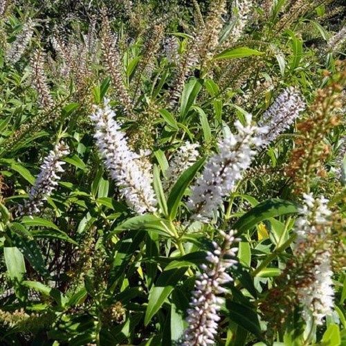 Hebe stricta Atkinsonii - 0.5Ltr(40)