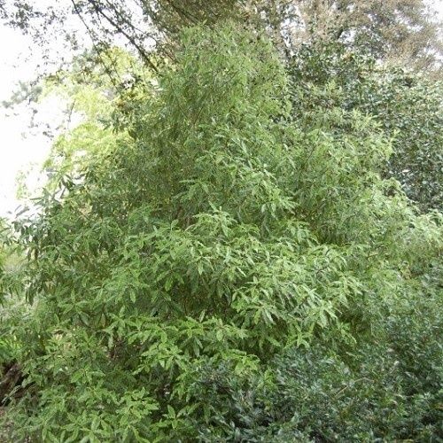 Pittosporum eugenioides, Tarata - Pb6.5