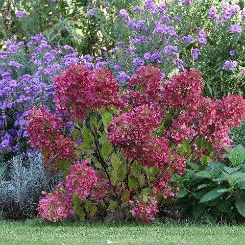 Hydrangea Diamond Rouge - 3.5Ltr (30/40)