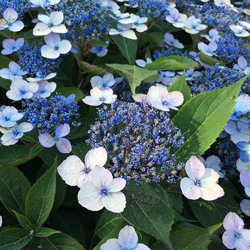 Hydrangea Magic Pillow - 2Ltr (30/40)