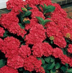 Hydrangea Flower Master Red - 3.5Ltr