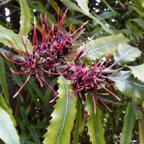 Knightia excelsa - 9Ltr (150/180)