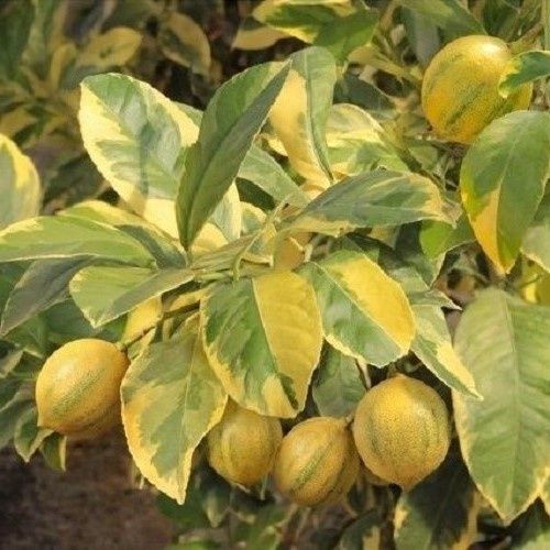 Lemon Meyer Sunshine - Pb5