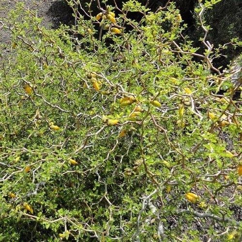 Sophora prostrata, Kowhai - 5Ltr