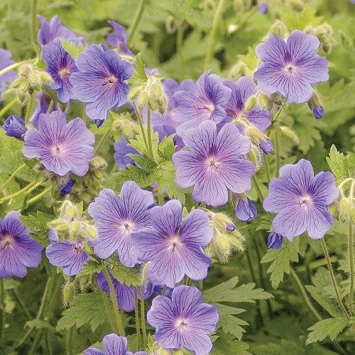 Geranium Annette, Cranesbill - 1.5Ltr