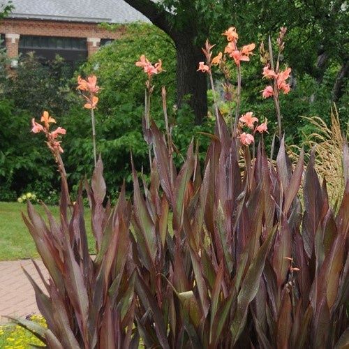 Canna Intrigue - 2.5Ltr