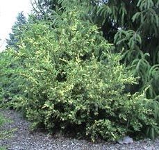 Buxus Pendula, Weeping Box - Pb12
