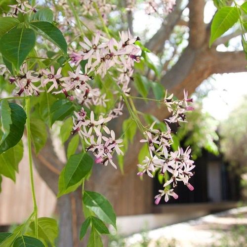 Melia azedarach, Indian Bead Tree - Pb95